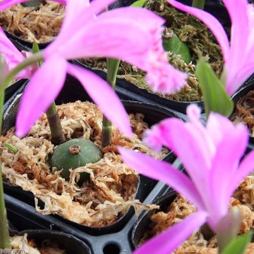 山野草 大輪トキソウ 大輪朱鷺草 品種おまかせ 記載なし ２ ５ ３号 １ポット 休眠株 40 チャーム Charm ヤフー店 通販 Yahoo ショッピング