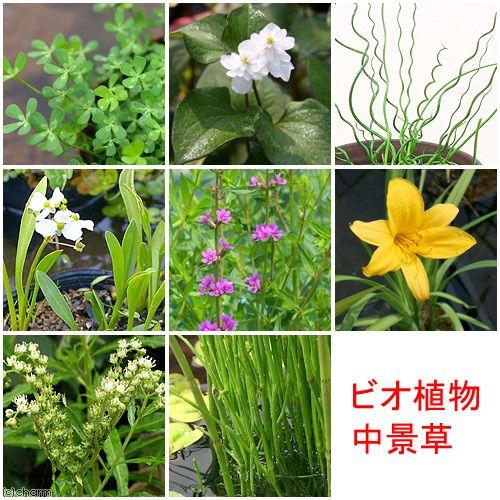 送料無料 新品 ビオトープ 水辺植物 おまかせ中景草 ５ポットセット