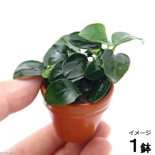 お買い得 水草 プチ素焼き鉢 アヌビアスナナ プチ 水上葉 １鉢