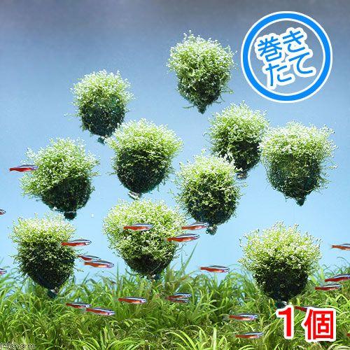 水草 巻きたて 850円 バルーン リシア 水中葉 無農薬 １個 人気提案 リシア