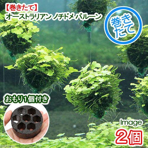 チャーム（charm） （水草）巻きたて オーストラリアン ノチドメ