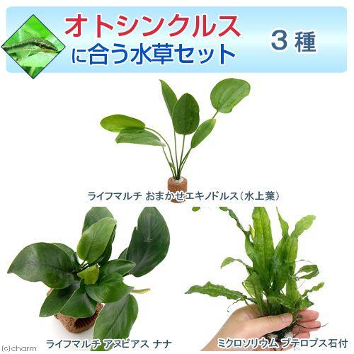 チャーム（charm） （水草）オトシンクルスに合う水草セット 3種（1