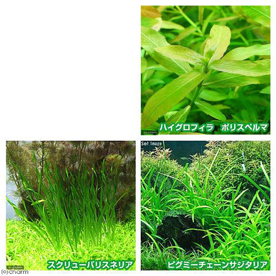 （熱帯魚）（水草）クリスタルキューブ　３００（３０×３０×３０ｃｍ）＋初めての水草　３種　説明書付　本州四国限定｜chanet｜04