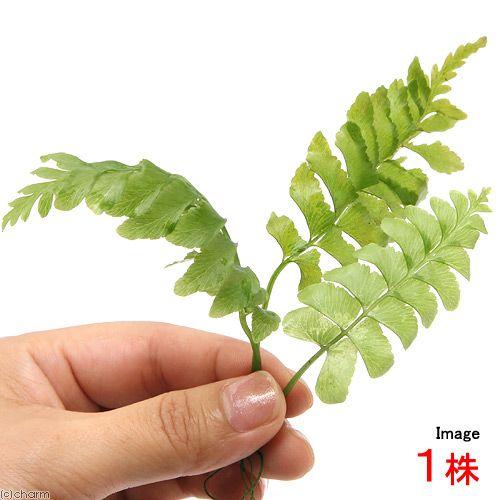 希少　アスプレニウムcf.ノルマーレ チャーム（charm） （水草）アスプレニウム cf．ノルマーレ（水上葉