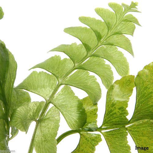 チャーム（charm） （水草）アスプレニウム cf．ノルマーレ（水上葉