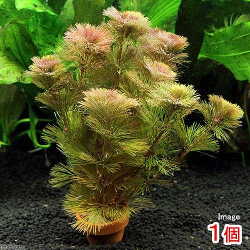 チャーム（charm） （水草）メダカ・金魚藻 レッドカボンバ ミニ素焼き