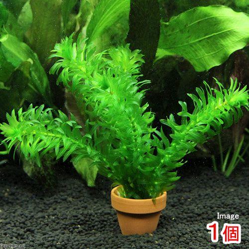在庫処分 水草 メダカ 金魚藻 国産 無農薬アナカリス ミニ素焼き鉢 １鉢 800円 Aynaelda Com