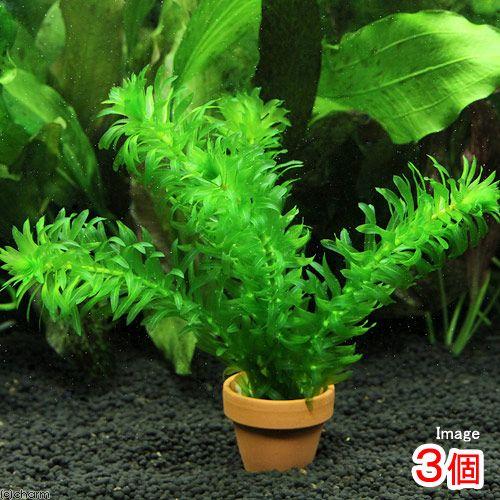 最大60 Offクーポン 水草 メダカ 金魚藻 国産 無農薬アナカリス ミニ素焼き鉢 ３鉢