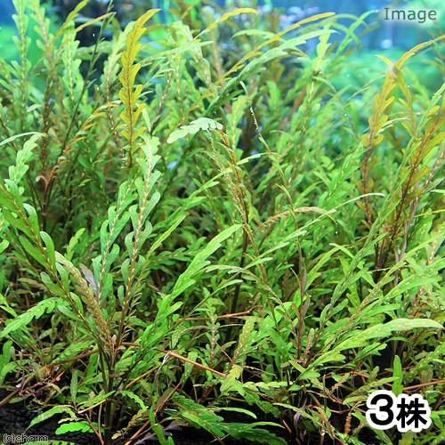 4年保証 水草 巻き用 ハイグロフィラ ピンナティフィダ 無農薬 ３本 店内限界値引き中
