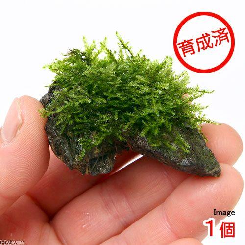 期間限定で特別価格 水草 育成済 南米ウィローモス 風山石小粒 水中葉 無農薬 １個 北海道航空便要保温 Wantannas Go Id