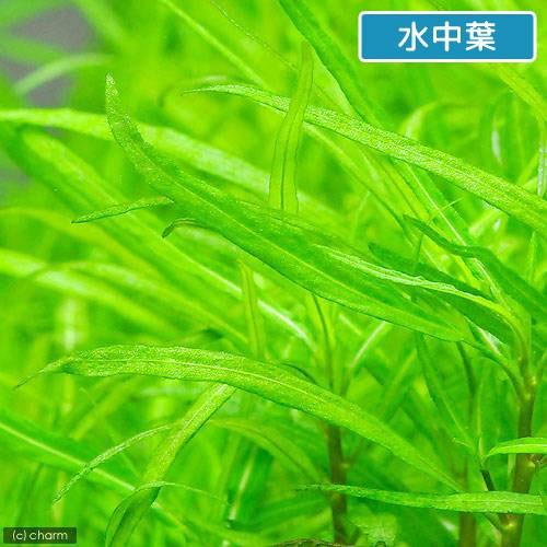 水草 アマゾンハイグロ ポルトベーリョ産 水上葉 無農薬 ６本 チャーム Charm Paypayモール店 通販 Paypayモール