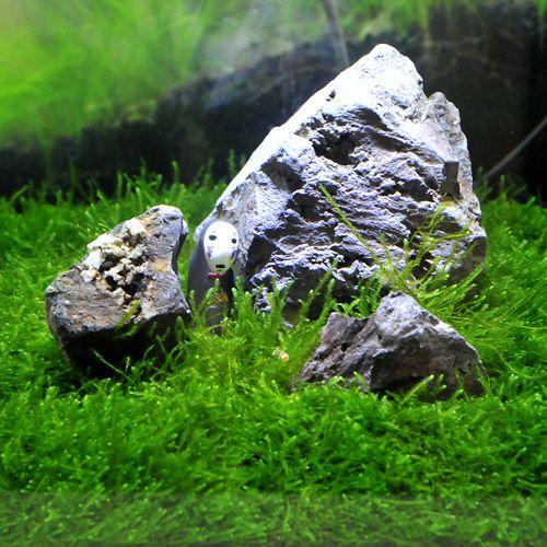 チャーム（charm） （水草）ウィローモスの草原レイアウトセット