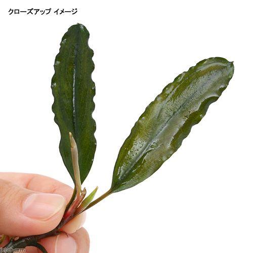 チャーム（charm） （水草）ブセファランドラsp．S．W シンタン