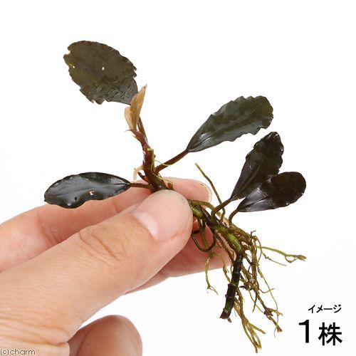 チャーム（charm） （水草）ブセファランドラsp．Kapuas