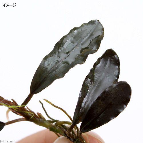 水草 Bucephalandra sp. Kapuas Hulu チャーム（charm） （水草）ブセファランドラsp．Kapuas