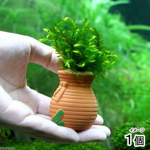 水草 タコツボミニミニ オレゴンリバーモス 無農薬 １個 チャーム Charm Paypayモール店 通販 Paypayモール