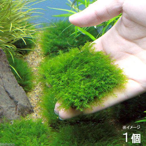 水草 育成済 スーパーsale セール期間限定 ウォーターフェザータイル １個 無農薬