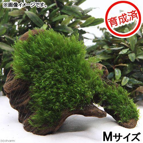水草 育成済 ウォーターフェザー付 流木 ｍサイズ 約２０ｃｍ 無農薬 １個 Bgld