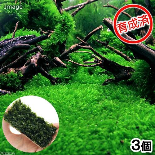 水草 育成済 ウォーターフェザープレート 無農薬 ３個 北海道航空便要保温 チャーム Charm ヤフー店 通販 Yahoo ショッピング