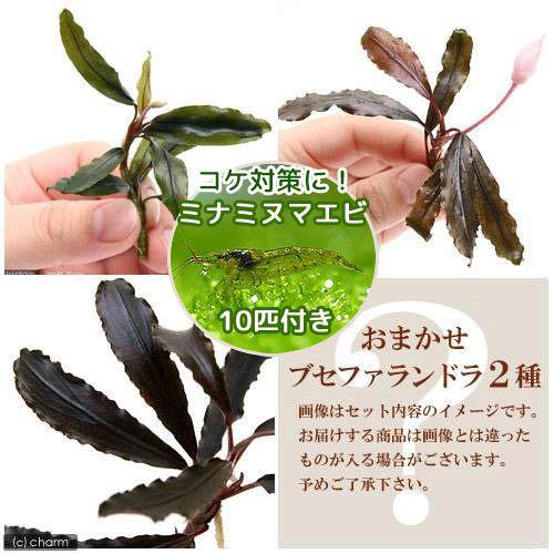 買収 エビ 水草 おまかせブセファランドラ 水中葉 無農薬 ２種１株ずつ ミナミヌマエビ １０匹