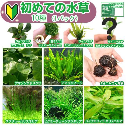 チャーム（charm） （水草）初めての水草 10種（1パック）＋水草