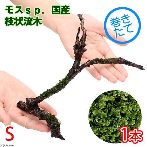チャーム（charm） （水草）巻きたて モスsp．国産 枝状流木 S