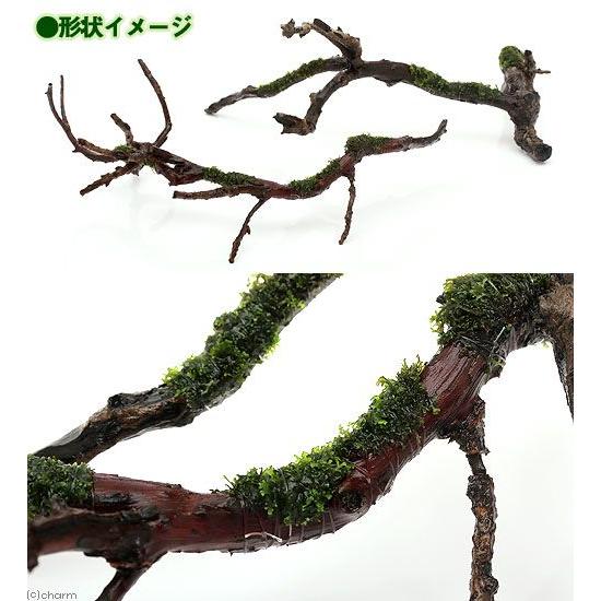 水草3種巻き巻き流木 30センチ オリジナルレイアウトに挑戦！水草を流木に巻きつけてみよう！第2弾