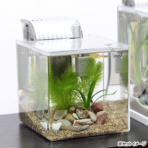 チャーム(ペット) (めだか)プラ水槽で本格的メダカ飼育 チャーム(ペット) (めだか)プラ水槽で本格的メダカ飼育