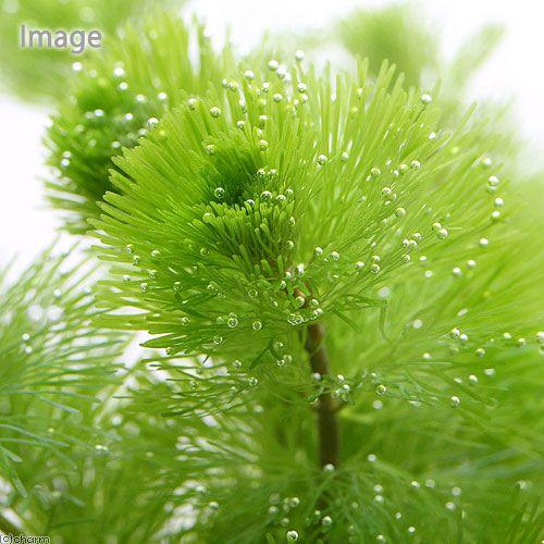 日本最大のブランド 水草 メダカ 金魚藻 カボンバ 鉛巻き ７ １０本 １個 Aynaelda Com