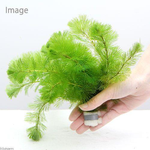 日本最大のブランド 水草 メダカ 金魚藻 カボンバ 鉛巻き ７ １０本 １個 Aynaelda Com