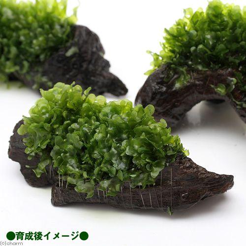 （水草）巻きたて　モスファン付　流木　Ｓサイズ（約１５ｃｍ）（無農薬）（３本）｜chanet｜03