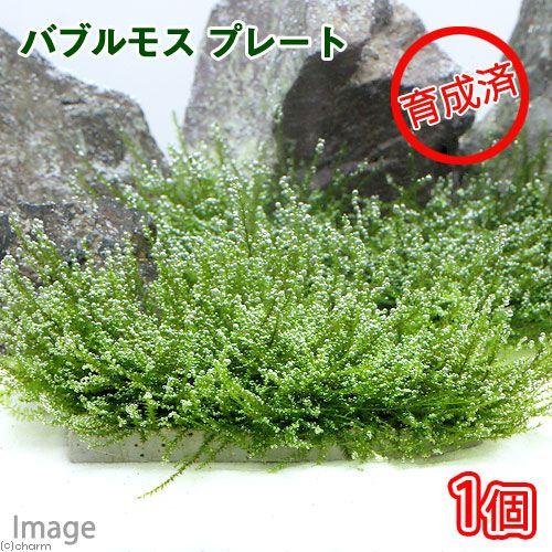 水草）育成済 バブルモス プレート（水中葉）（無農薬）（１枚） - 水草