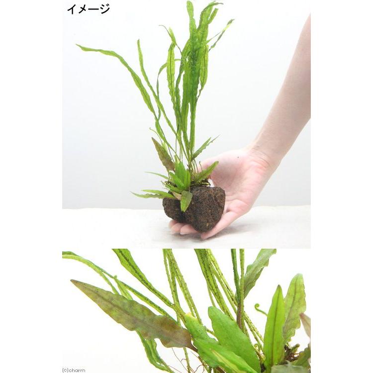 水草 ミクロソリウム ナロー系 おまかせクリプトコリネ 穴あき溶岩石付 １個 チャーム Charm Paypayモール店 通販 Paypayモール