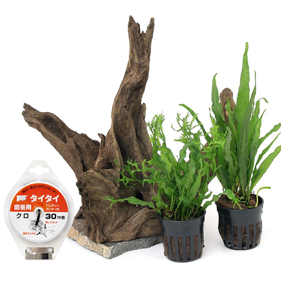 残りわずか 水草 形状おまかせレイアウト流木とおまかせミクロソリウム２種セット 水上葉 １セット 本州四国限定3 710円 Aynaelda Com