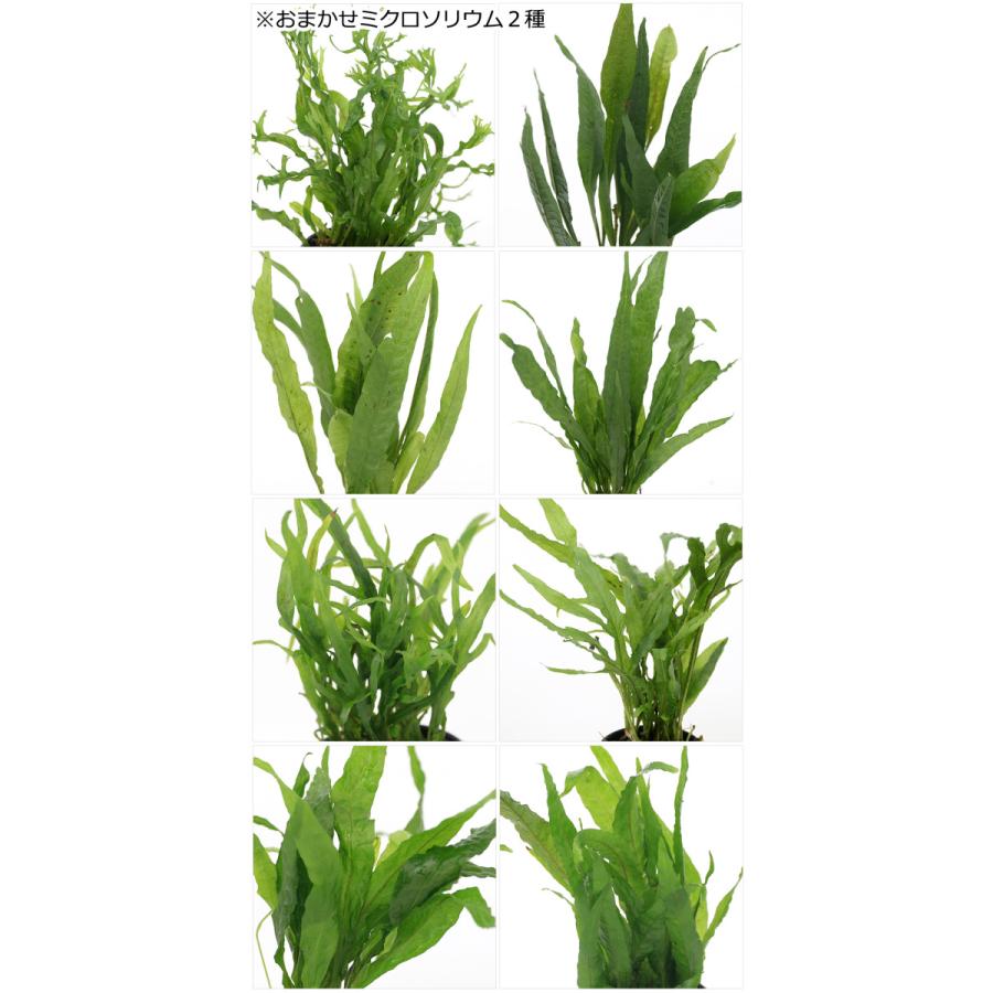 残りわずか 水草 形状おまかせレイアウト流木とおまかせミクロソリウム２種セット 水上葉 １セット 本州四国限定3 710円 Aynaelda Com