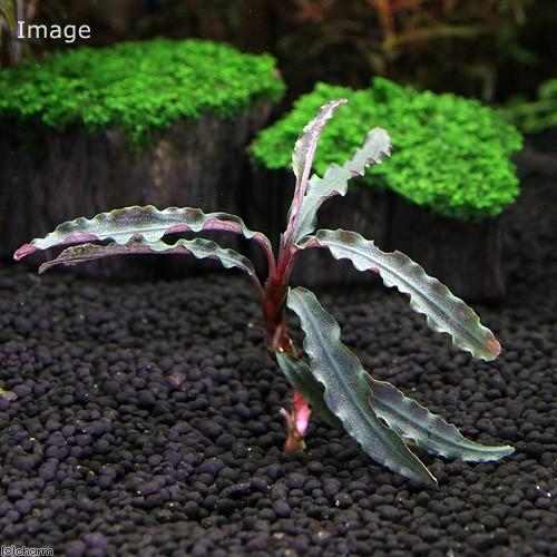 （水草）ブセファランドラｓｐ．Ｖｅｌｖｅｔ（水中葉）（無農薬）（１株）_1