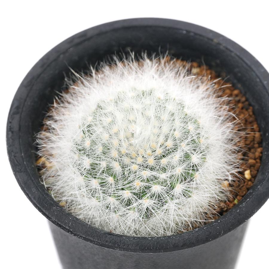 観葉植物 サボテン クラインジア 麗晃殿 レイコウデン ２ ５号 １鉢 チャーム Charm Paypayモール店 通販 Paypayモール