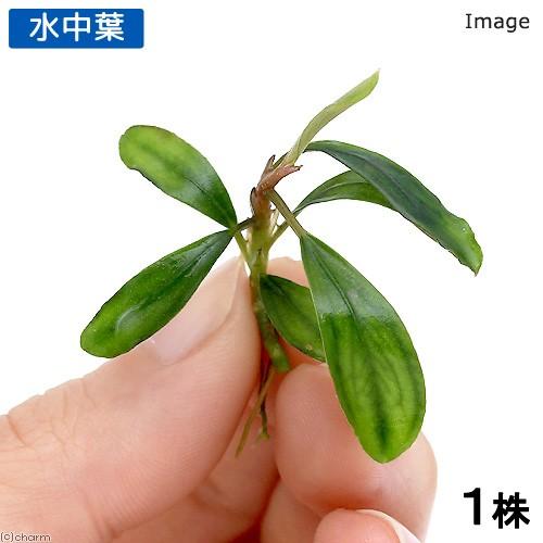 チャーム（charm） （水草）ブセファランドラsp．Pygmaea（無