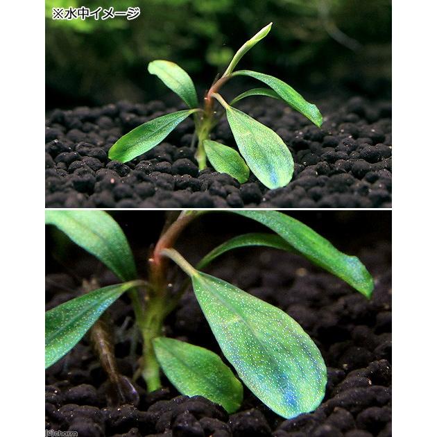 Bucephalandra sp. Magician 水中葉　群生最低9株 チャーム（charm） （水草）ブセファランドラsp．Pygmaea（無