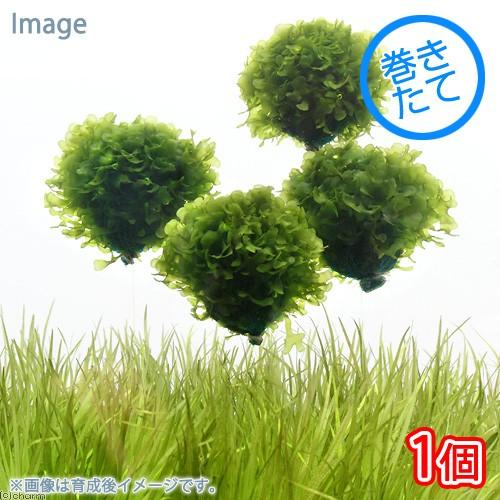 93 Off 水草 巻きたて モスファン バルーン 無農薬 １個