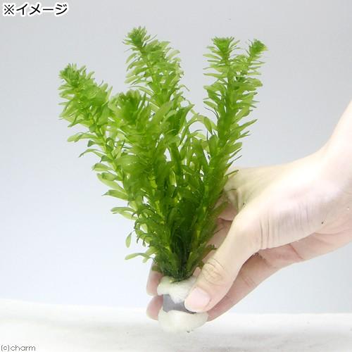 水草 メダカ 金魚藻 国産 ３個 再再販 ５ ７本 無農薬アナカリス 鉛巻き