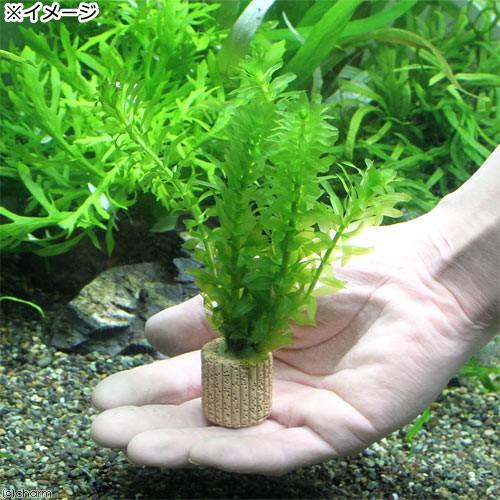 チャーム（charm） （水草）メダカ・金魚藻 国産 ライフマルチ（茶）無