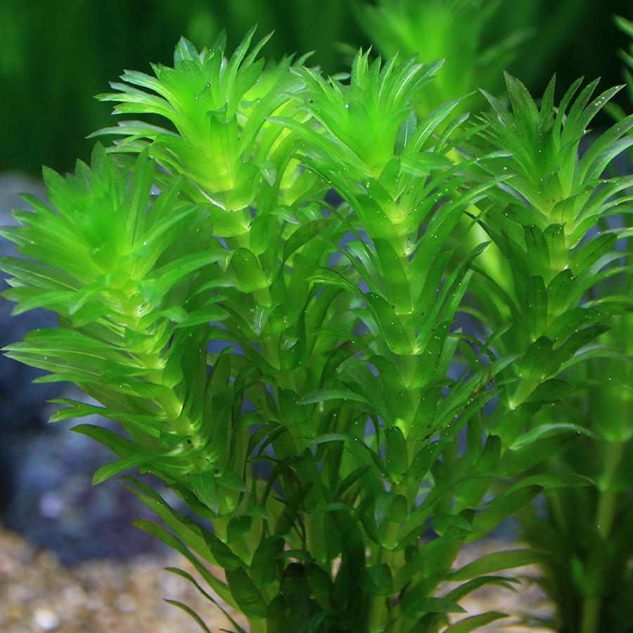 チャーム（charm） （水草）メダカ・金魚藻 国産 ゼオライトリング