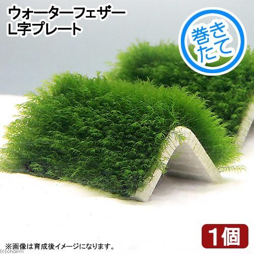 オープニング 水草 巻きたて ウォーターフェザーｌ型プレート 大 水中葉 無農薬 １個 Aynaelda Com