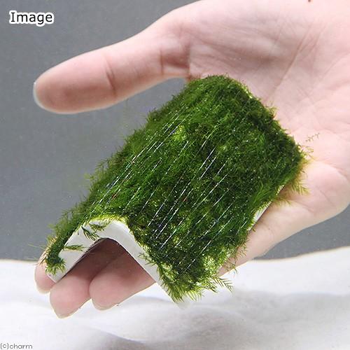 オープニング 水草 巻きたて ウォーターフェザーｌ型プレート 大 水中葉 無農薬 １個 Aynaelda Com