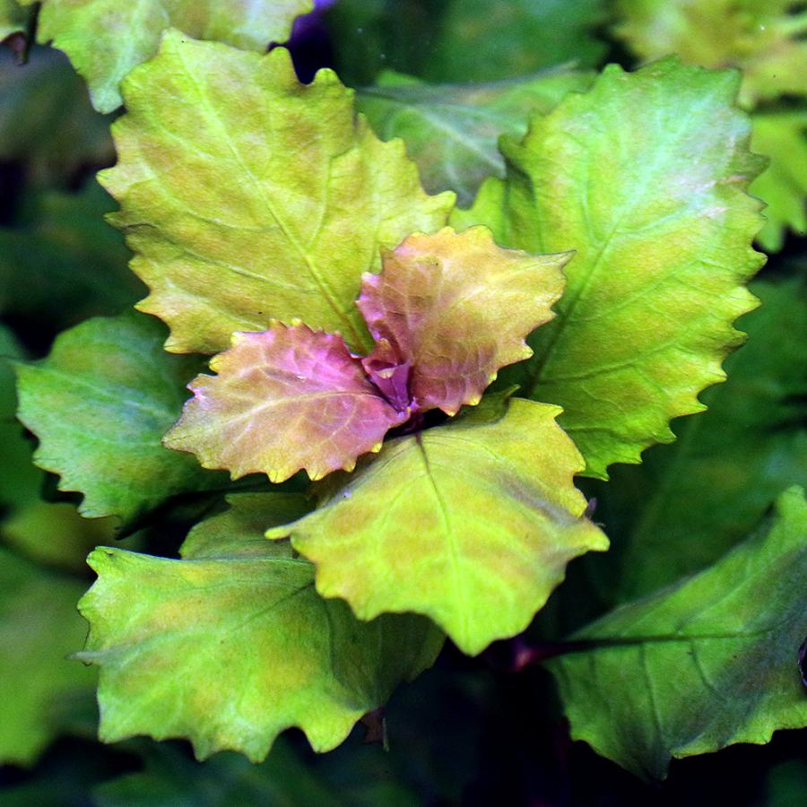 市場 水草 サリチフォリア ハイグロフィラ