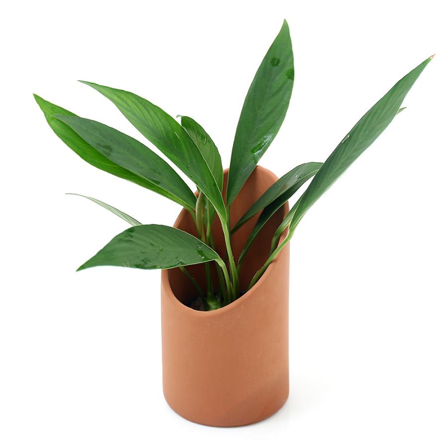 水草 おまかせアヌビアス付き 素焼きポットカバー ｍサイズ 本州四国限定 チャーム Charm Paypayモール店 通販 Paypayモール