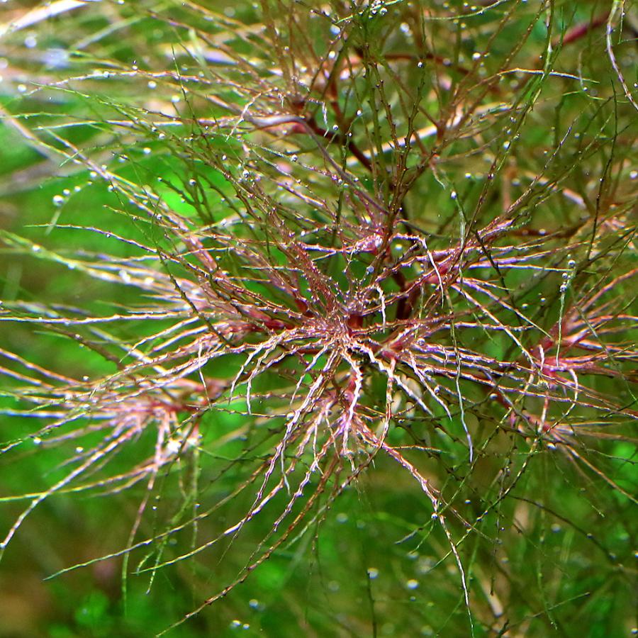 お洒落 水草 ナヤス インディカ 無農薬 １パック モデル