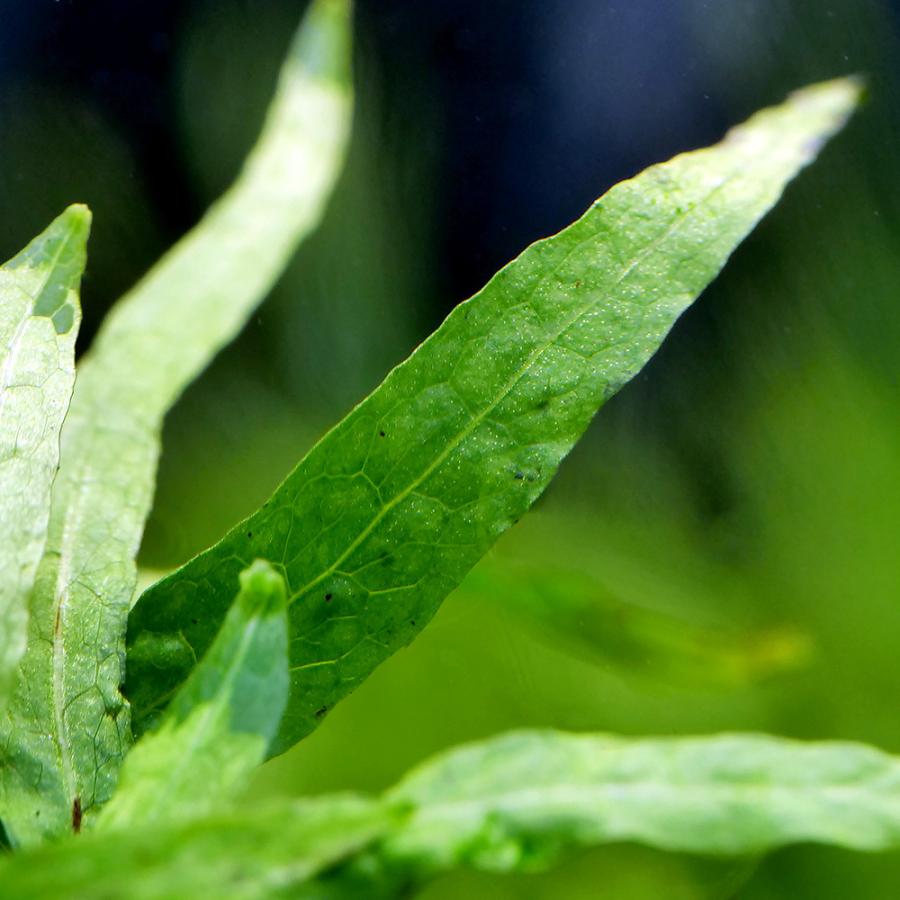チャーム（charm） （水草）ミクロソリウム 水草苑スモールリーフ（無