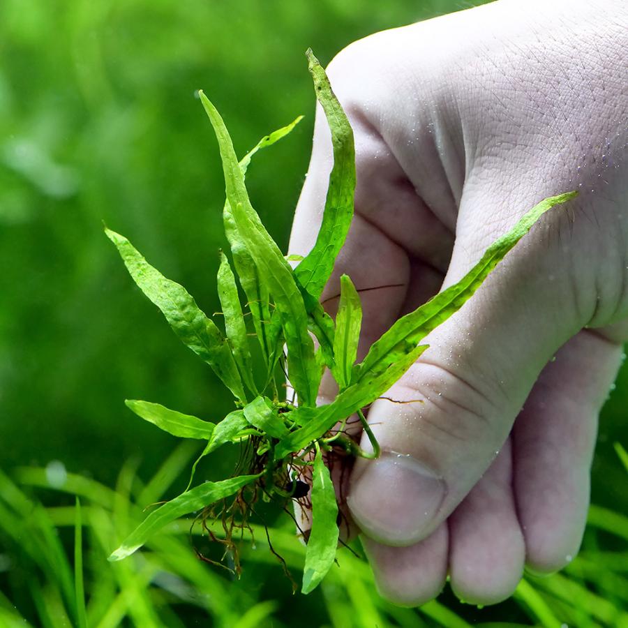 チャーム（charm） （水草）ミクロソリウム 水草苑スモールリーフ（無